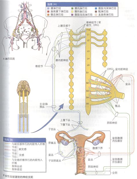 女性生殖器|女性生殖结构：